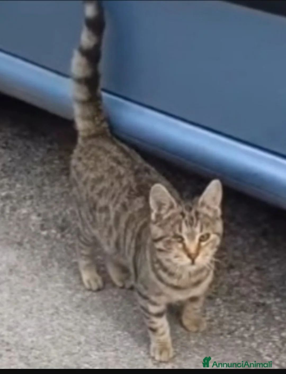 Europeo gatti in regalo: Micini nati da poco URGENTE MILANO - Annuncio 2