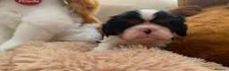 Cavalier King cani in vendita: Cuccioli di Cavalier King con Affisso ENCI  - Annuncio 7