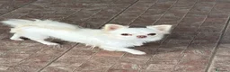 Chihuahua cani in vendita: Chihuahua femmina mini  - Annuncio 9