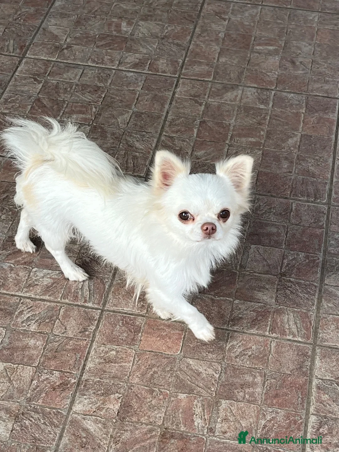 Chihuahua cani in vendita: Chihuahua femmina mini  - Annuncio 9