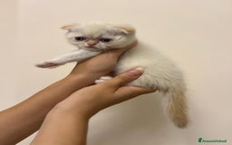 Scottish gatti in vendita: Affettuosi cuccioli Scottish foldex shorthair a Provincia di Rimini - Immagine 6