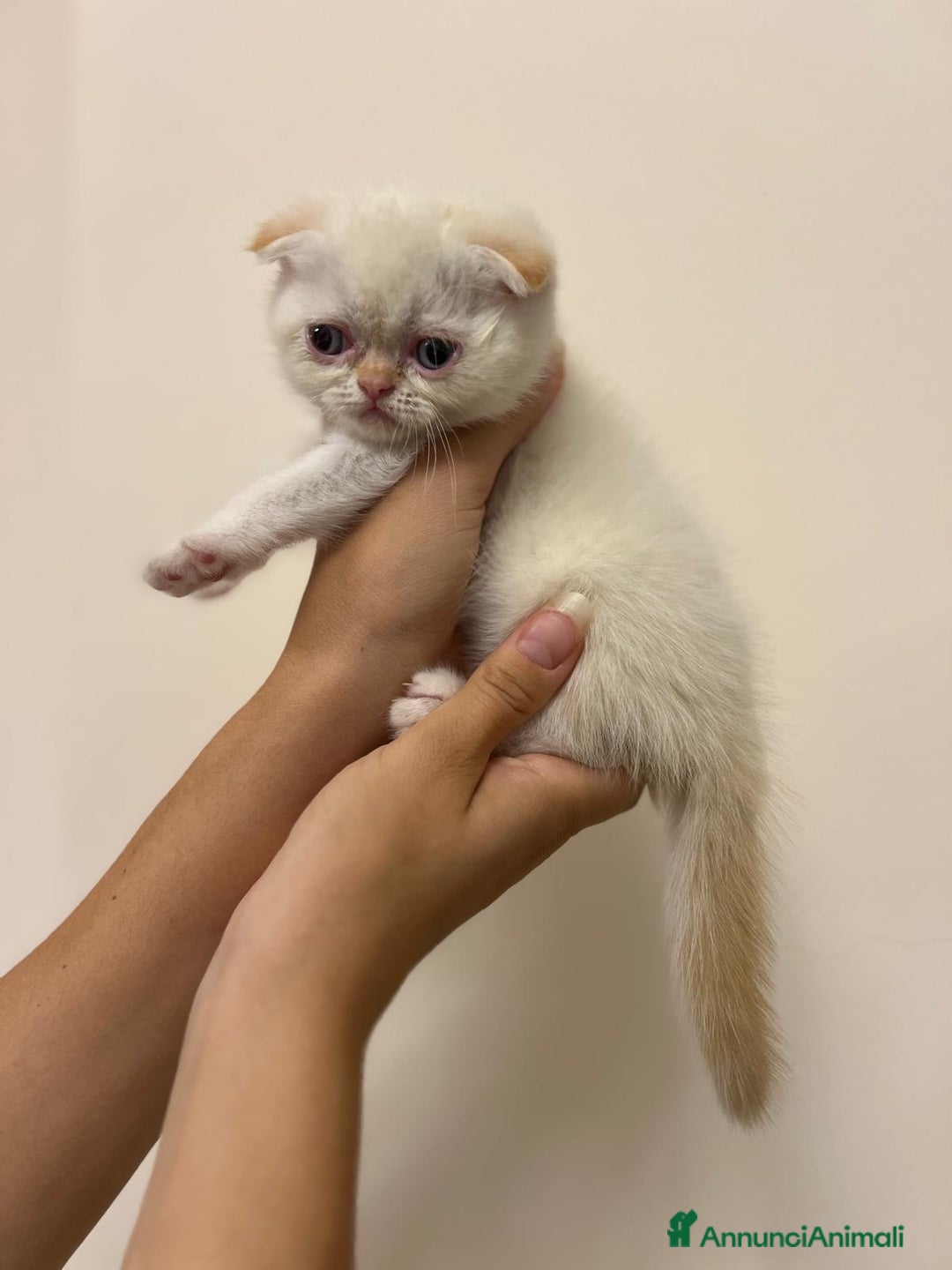 Scottish gatti in vendita: Affettuosi cuccioli Scottish foldex shorthair a Provincia di Rimini - Immagine 6