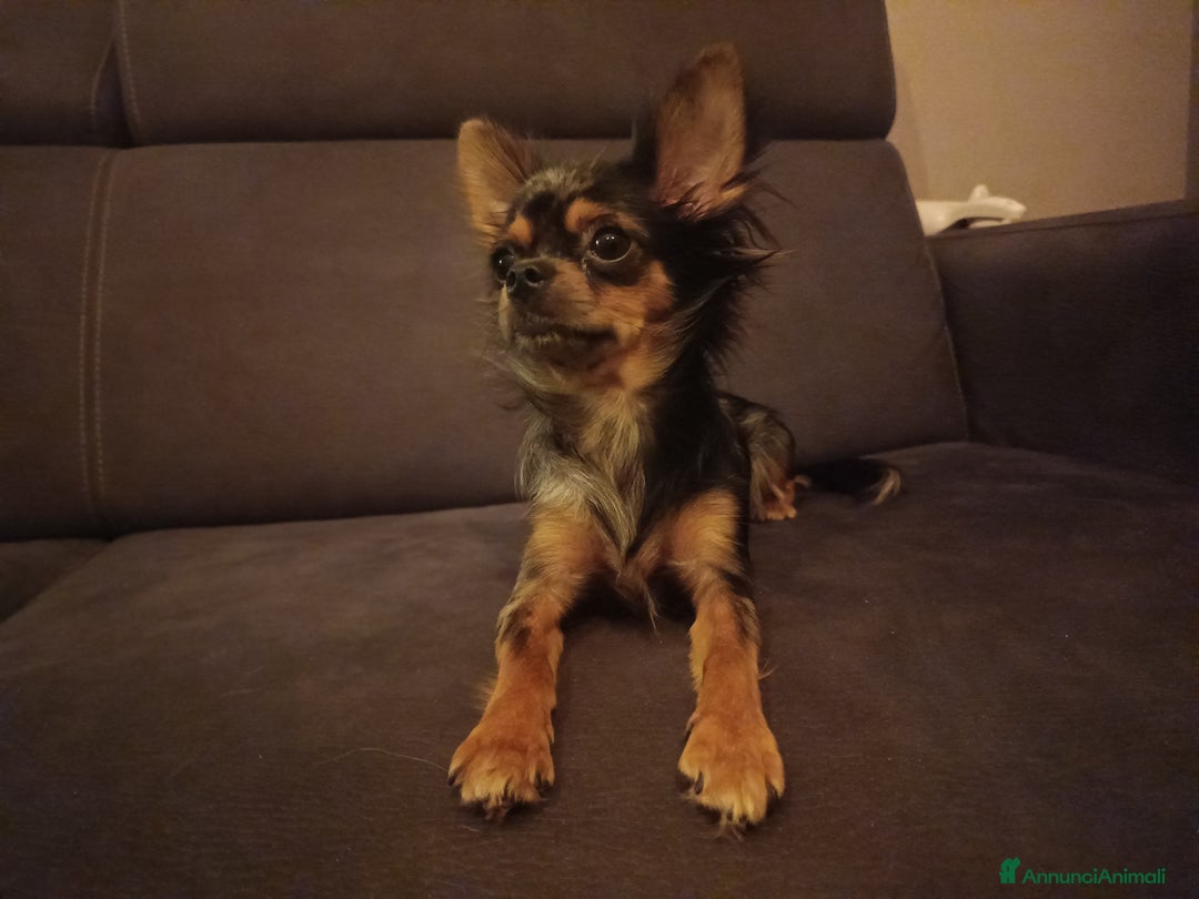 Chihuahua cani in vendita: Chihuahua femmina Merle pelo lungo  - Annuncio 5