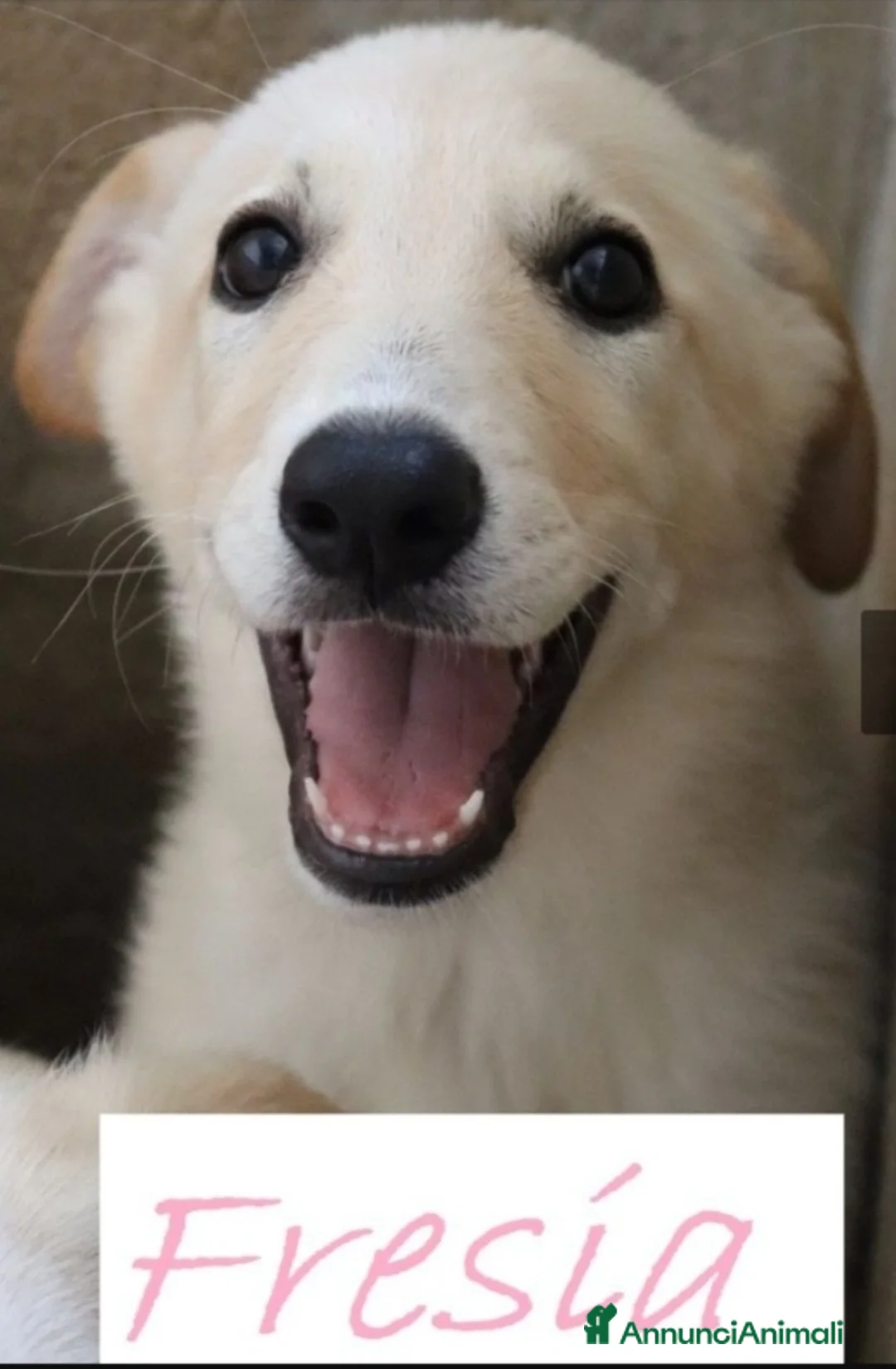 Meticcio cani in regalo: 10 cuccioli 2mesi MOLLATI NEL MIO TERRENO!CATANIA! - Annuncio 2