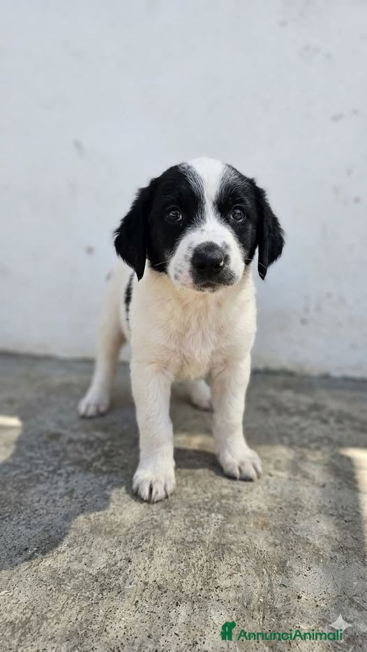 Meticcio cani Mirtilla Tom e Monika - Annuncio 1