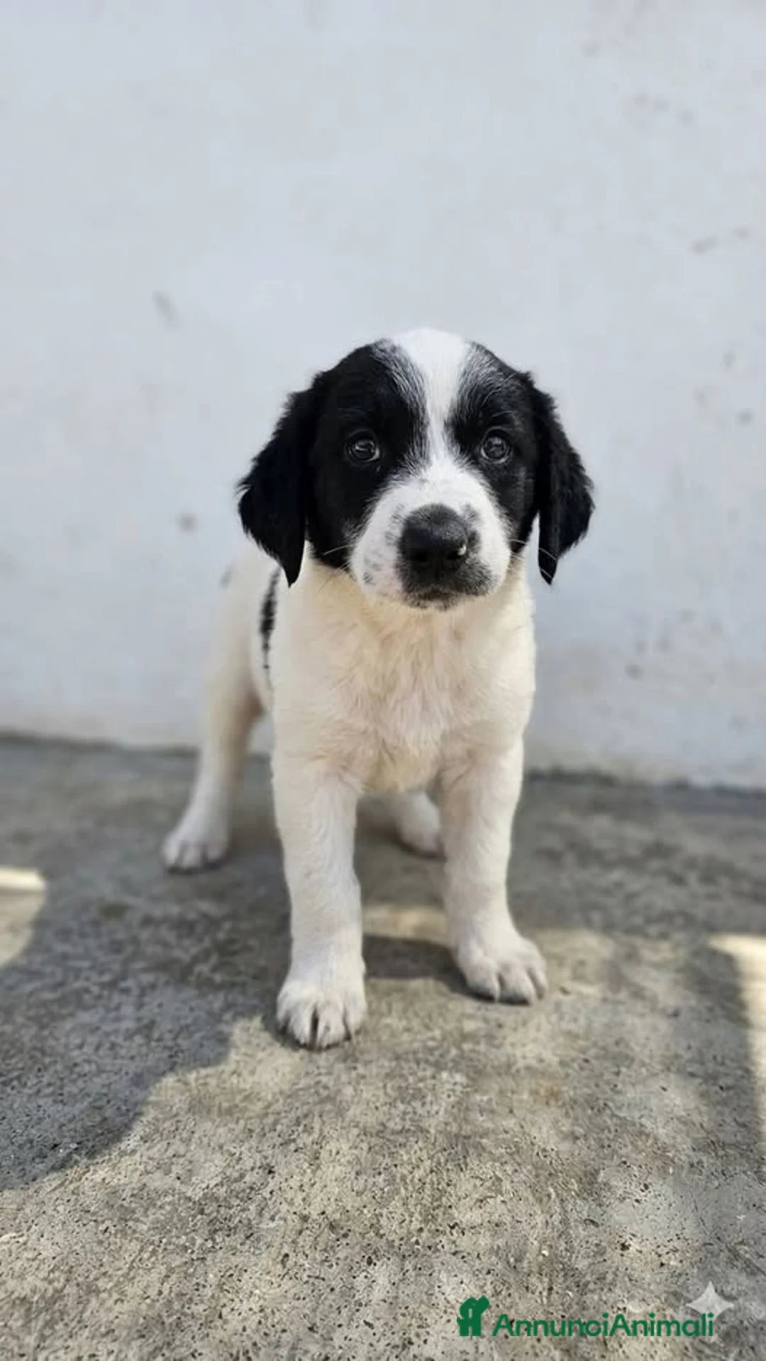 Meticcio cani in regalo: Mirtilla Tom e Monika - Annuncio 1