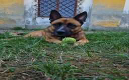 Pastore Belga cani in regalo: Cerco nuova famiglia per Class - Annuncio 5