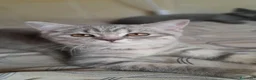 Scottish gatti in vendita: Cuccioli Scottish fold e Scottish straight  - Annuncio 3