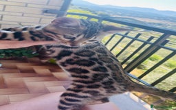 Bengala gatti in vendita: Cucciolo bengala a Provincia di Frosinone - Immagine 17
