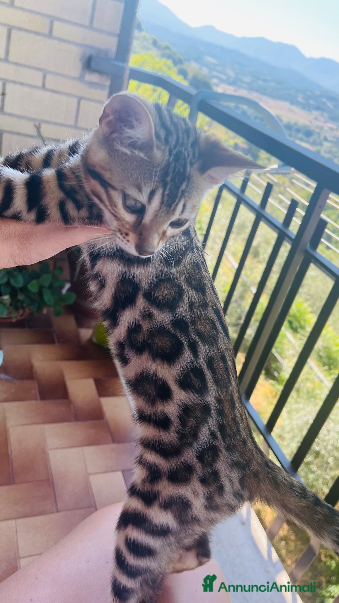 Bengala gatti in vendita: Cucciolo bengala a Provincia di Frosinone - Immagine 17