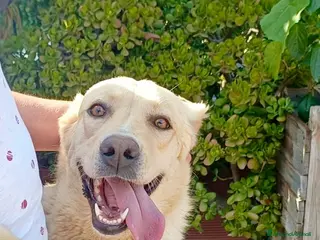 Meticcio cani in regalo: Dolcissimo, 17/18 chili, simil Labrador - Annuncio 4