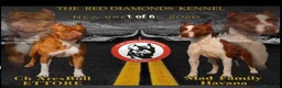 Altre razze cani in vendita: American Pitbull terrier Standart UKC  a Provincia di Bergamo - Annuncio 5