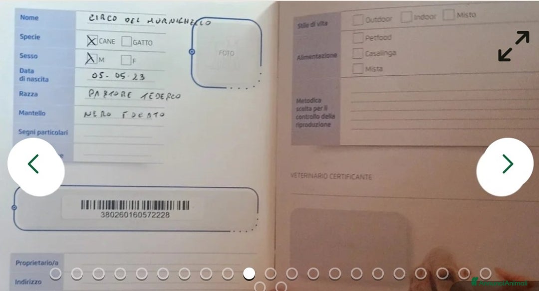 Pastore Tedesco cani in regalo:  proprietario regala splendidi cuccioli  - Annuncio 6