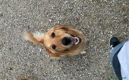 Golden Retriever cani in vendita: Cuccioli Golden Retriever  a Provincia di Vicenza - Immagine 5