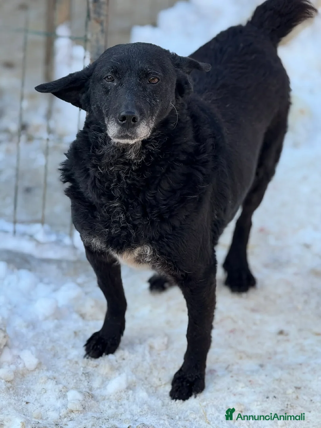 Meticcio cani in regalo: CHEOPE e ISIDE, mamma e figlia INVISIBILI! - Annuncio 5
