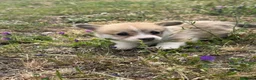 Corgi Pembroke cani in vendita: Corgi Pembroke con pedigree - Annuncio 7