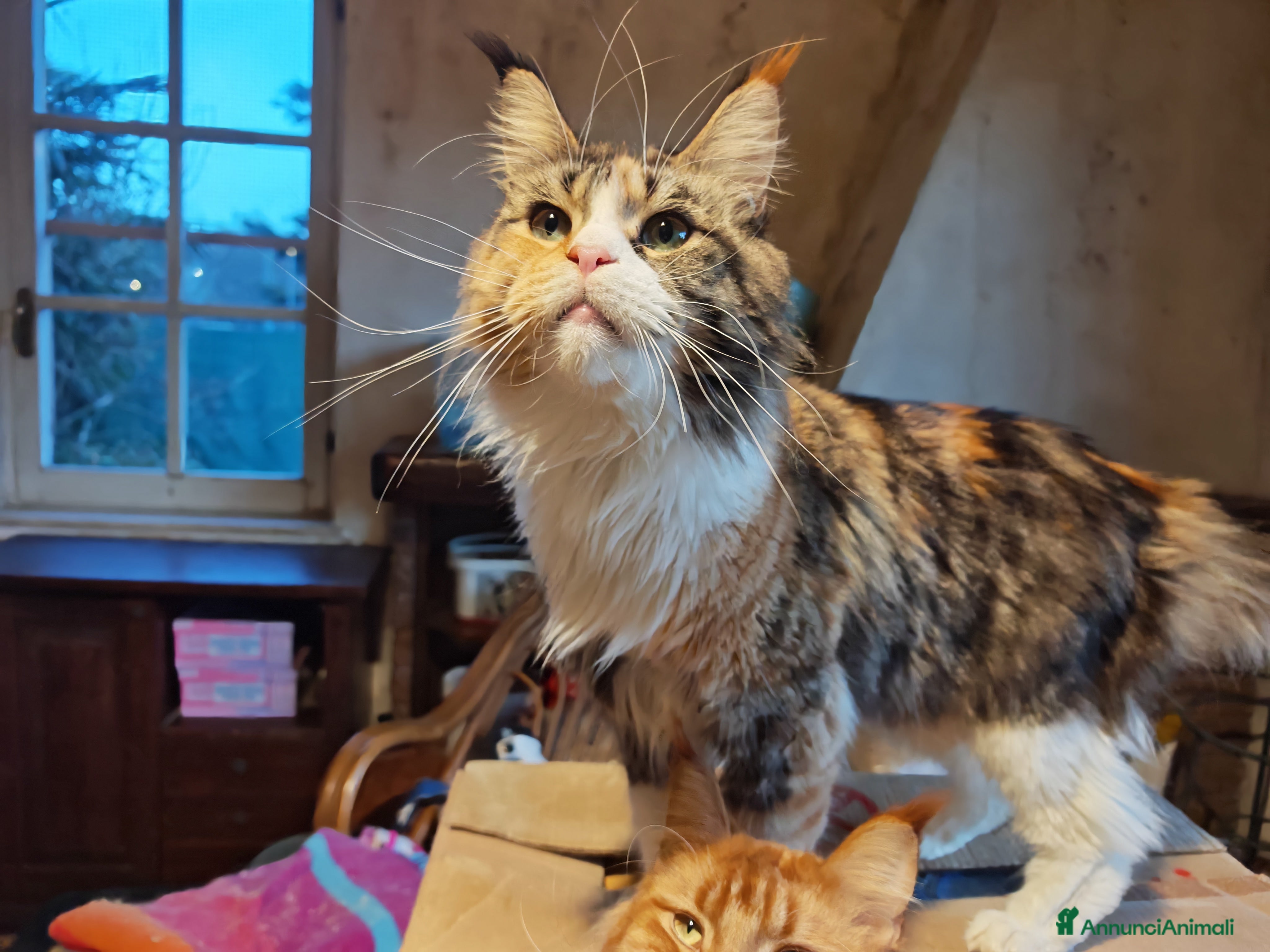 Maine Coon gatti Ultima cucciola  - Annuncio 1
