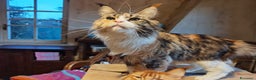 Maine Coon gatti in vendita: Ultima cucciola  - Annuncio 2