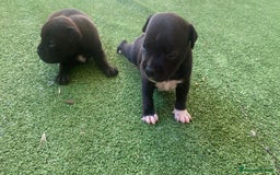 Staffordshire cani in vendita: Cuccioli di Staffordshire Bull Terrier a Città Metropolitana di Cagliari - Immagine 2