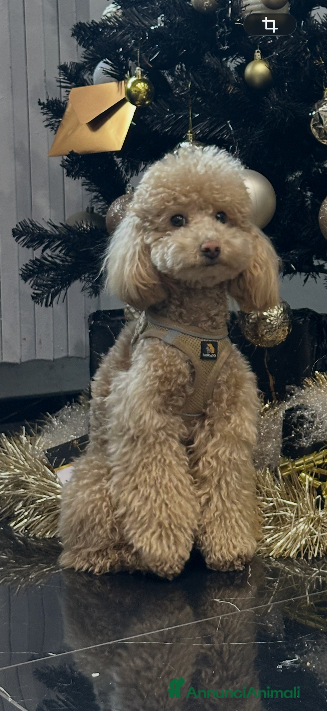 Barboncino Toy cani per accoppiamento: Barboncino toy per monta  - Annuncio 1