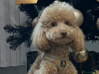 Barboncino Toy cani Barboncino toy per monta - Annuncio 19