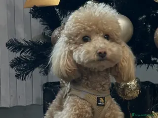 Barboncino Toy cani Barboncino toy per monta - Annuncio 33