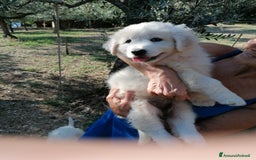 Pastore Maremmano cani in vendita: cuccioli maremmano abruzzese puri - Immagine 3