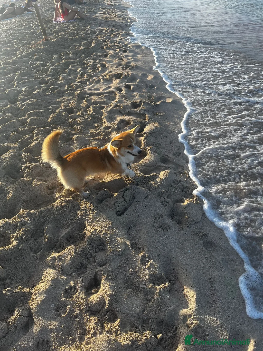 Corgi Pembroke cani per accoppiamento: Welsh Corgi Pembroke  - Annuncio 6