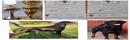 Rottweiler cani in vendita: Disponibili cuccioli rottweiler - Annuncio 3