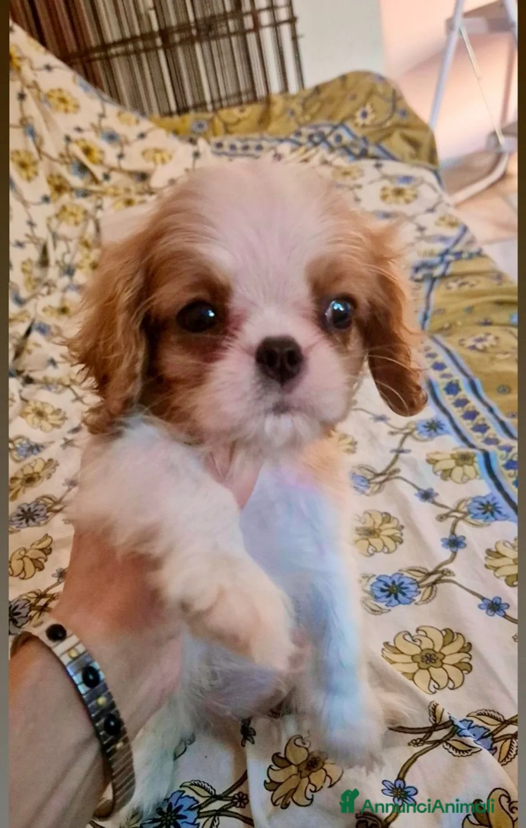 Cavalier King cani in vendita: Femmina di Cavalier king - Annuncio 2