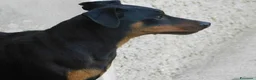 Pinscher Miniatura cani in vendita: Pinscher nano  - Annuncio 14