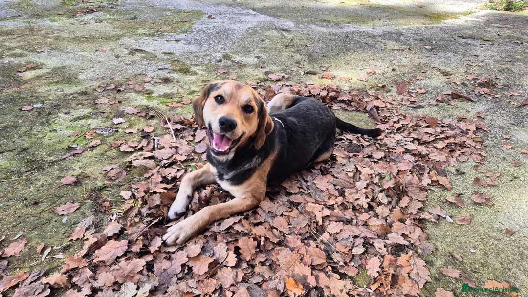 Meticcio cani in regalo: Willy a Provincia di Caserta - Annuncio 4