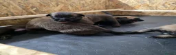 Pastore Belga cani in vendita: SUPER CUCCIOLI PASTORE BELGA MALINOIS  - Annuncio 4