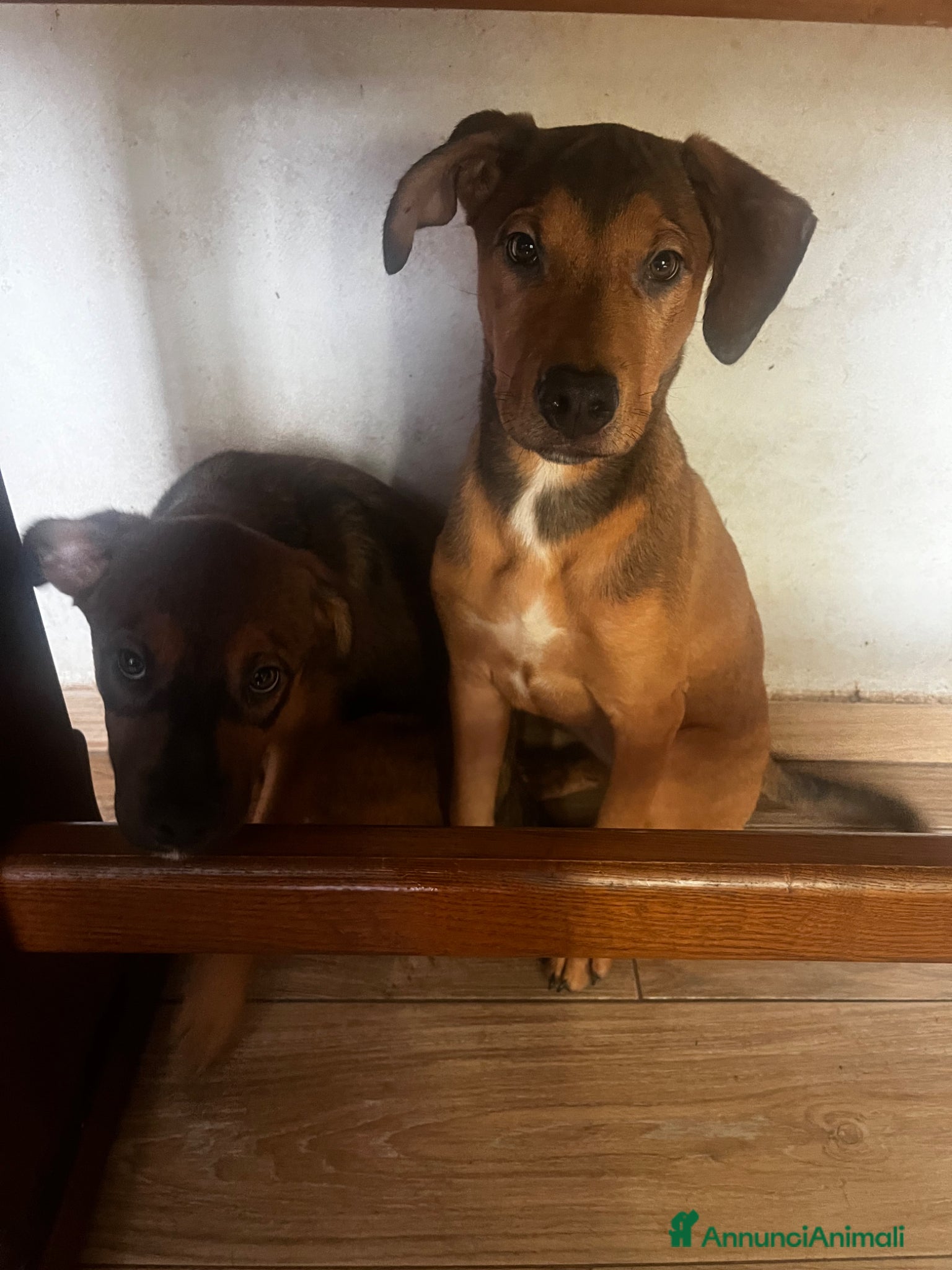 Meticcio cani Disponibili 2 cucciole - Annuncio 1