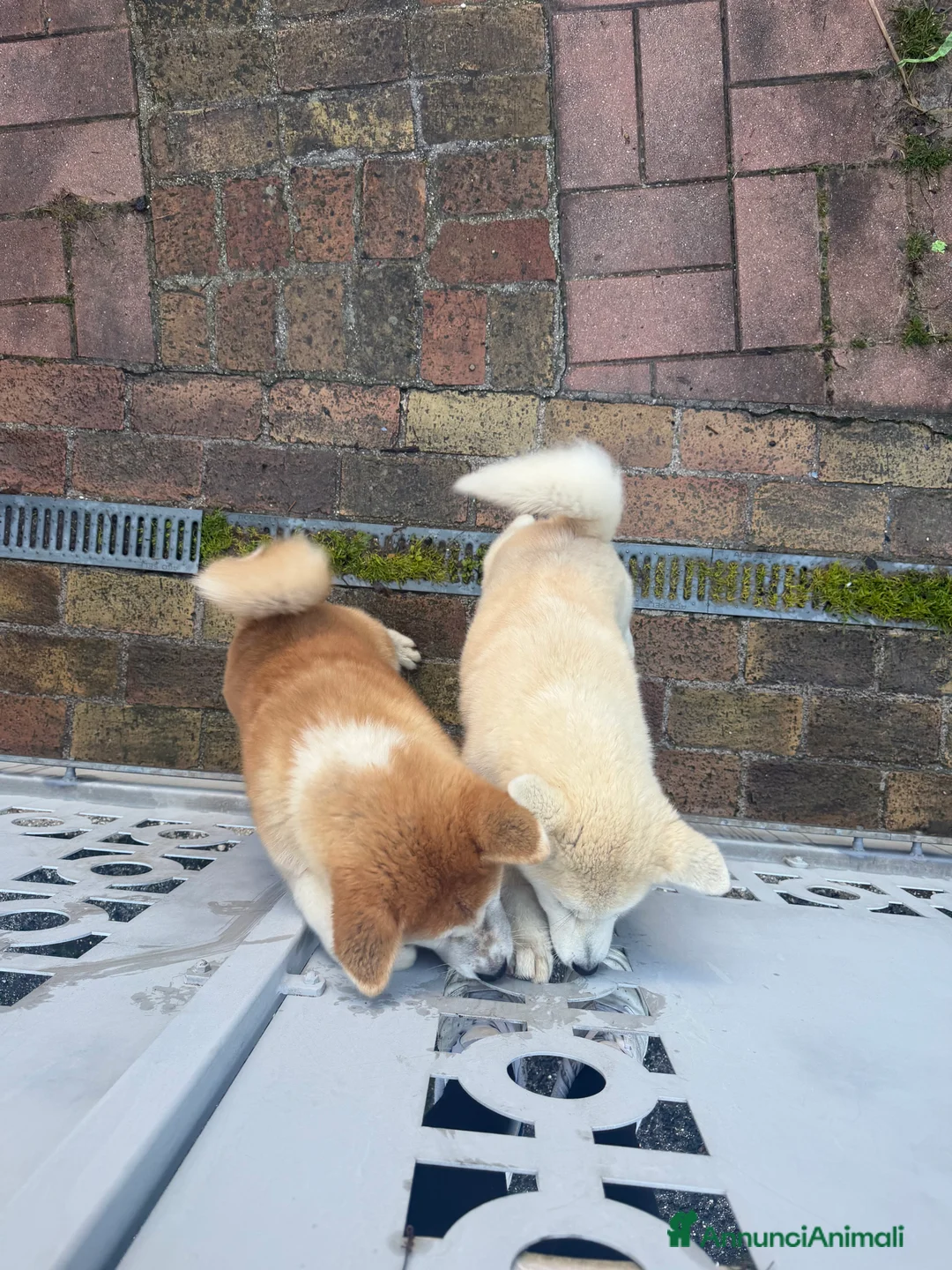 Akita Inu cani in vendita: Cedo Cuccioli di Akita Inu - Annuncio 4