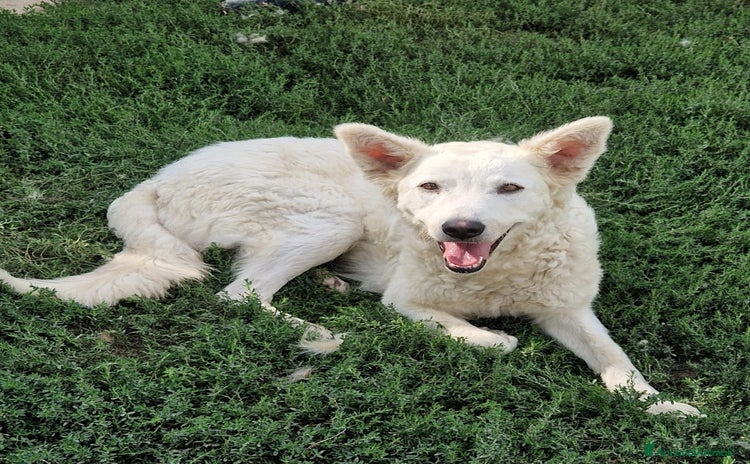 Meticcio cani - Annuncio 3