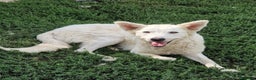 Meticcio cani in regalo: Claudia: 2 anni, taglia media, socievole  - Annuncio 2