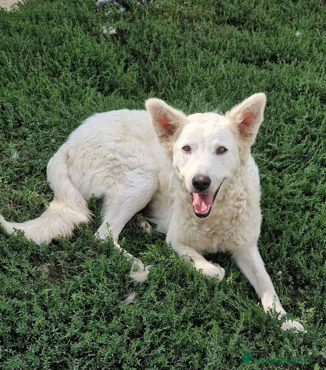 Meticcio cani in regalo: Claudia: 2 anni, taglia media, socievole  - Annuncio 2