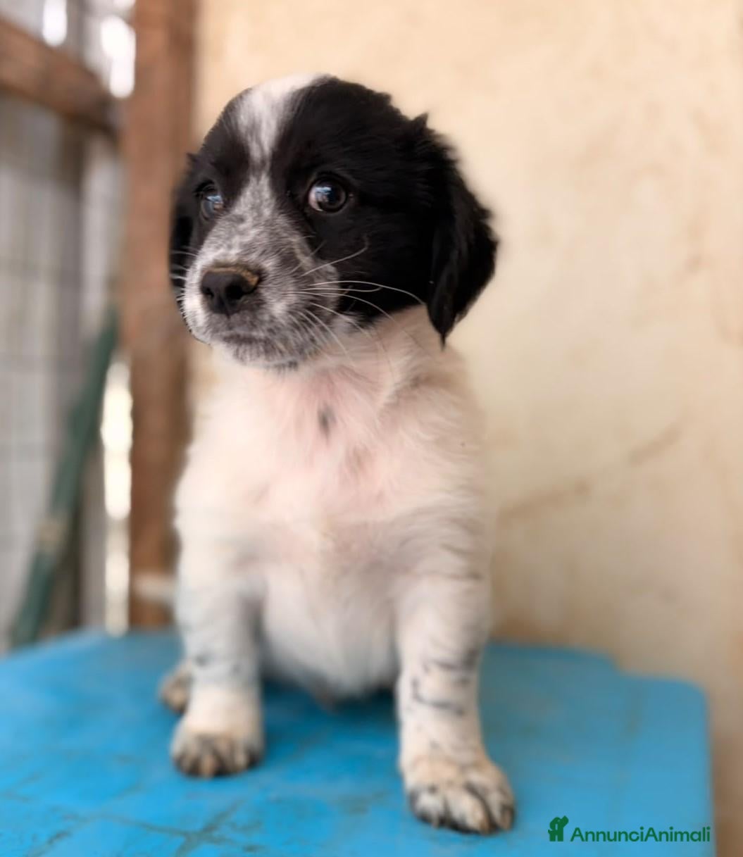 Meticcio cani in regalo: IL MORBIDO E DOLCE DUPLO - Annuncio 1