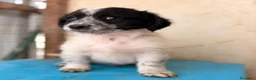 Meticcio cani in regalo: IL MORBIDO E DOLCE DUPLO a Città metropolitana di Roma Capitale - Annuncio 1