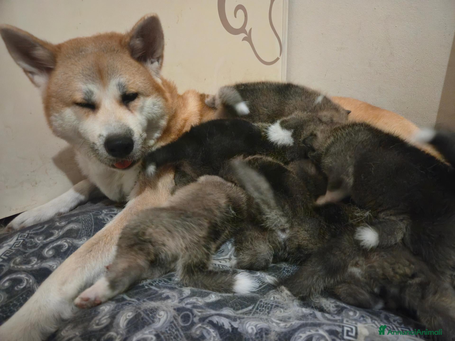 Akita Inu cani Cuccioli di Akita Inu - Annuncio 3