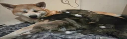 Akita Inu cani in vendita: Cuccioli di Akita Inu a Città metropolitana di Milano - Annuncio 1