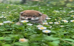 Shiba Inu cani in vendita: Shiba inu cuccioli  a Province of Pavia - Immagine 2