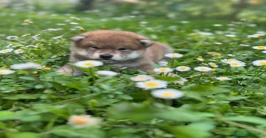 Shiba Inu cani a Province of Pavia - Annuncio 9