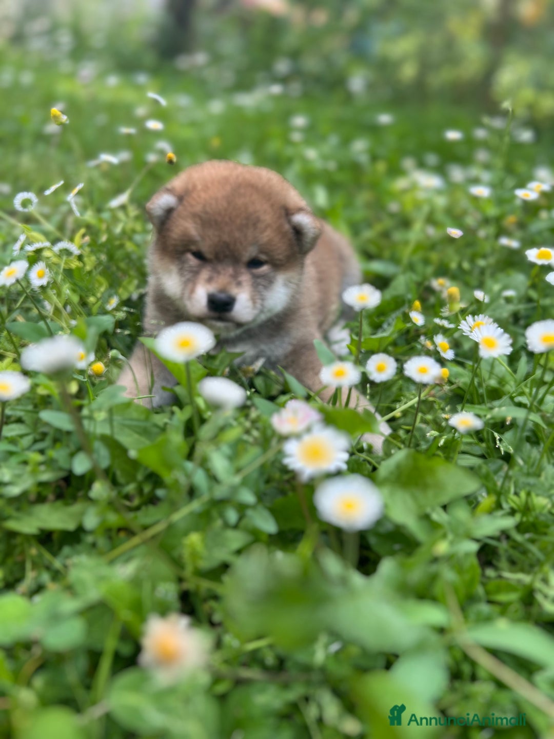 Shiba Inu cani in vendita: Shiba inu cuccioli  a Province of Pavia - Immagine 2