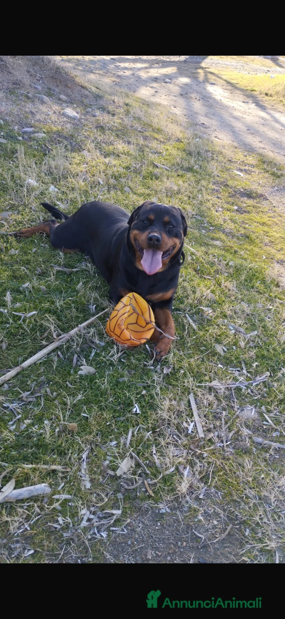 Rottweiler cani in vendita: Piro Roberto  a Provincia di Cosenza - Annuncio 3