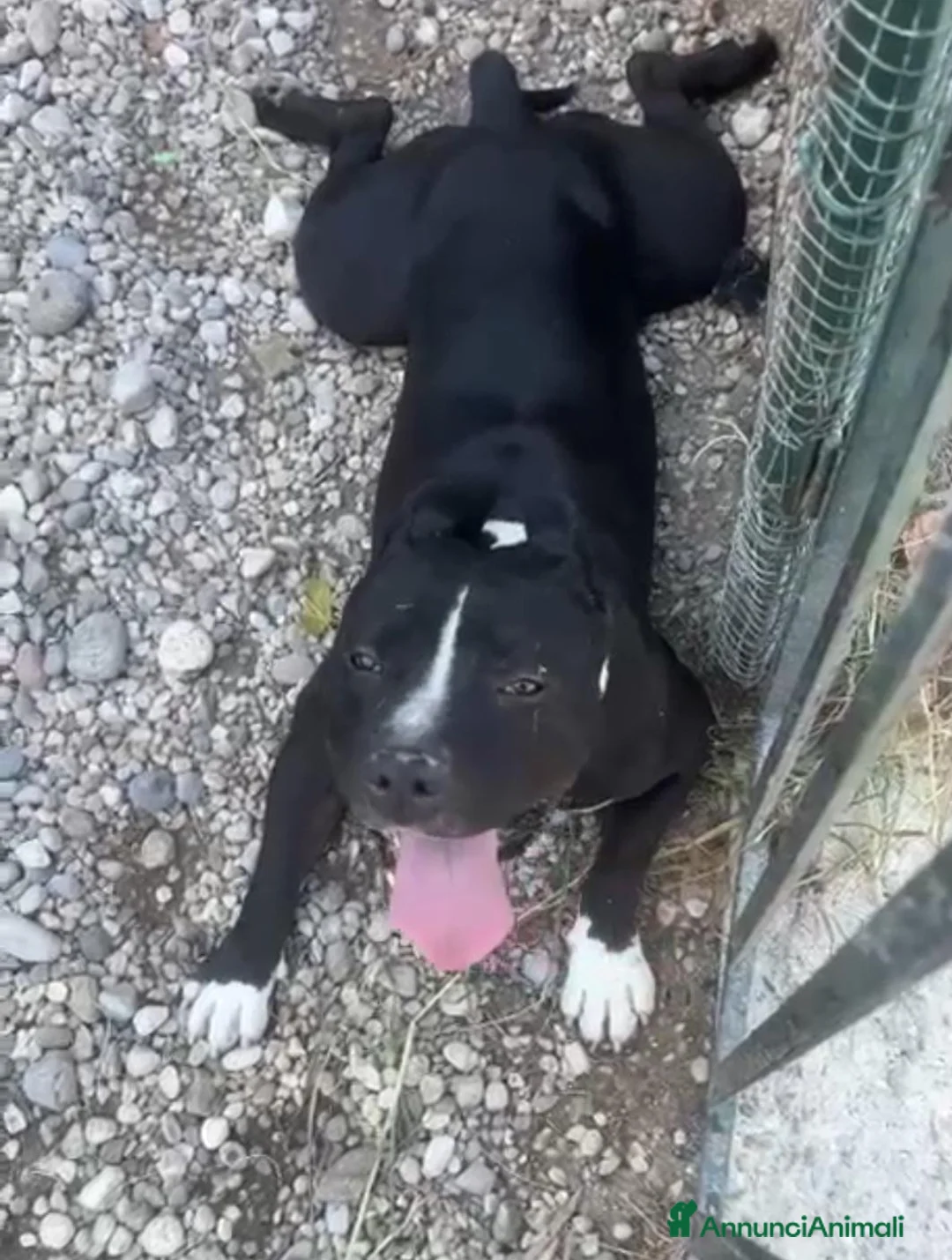 American Staffordshire cani in regalo: Amstaff/Bully 3anni SFIGATO URGENTE AIUTO.MANTOVA - Annuncio 1
