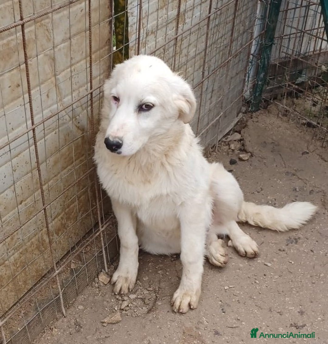 Meticcio cani in regalo: LO SPLENDIDO OSLO a Provincia autonoma di Bolzano - Alto Adige - Annuncio 2