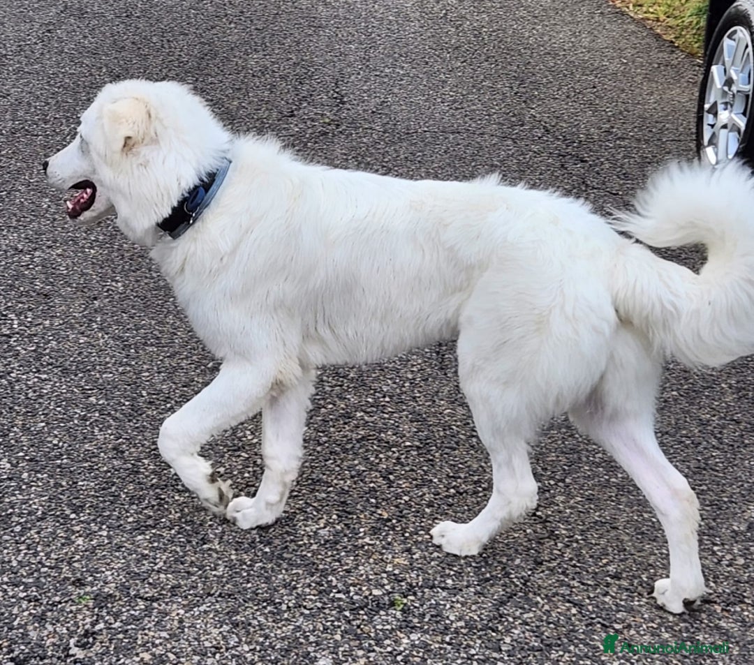 Pastore Maremmano cani in regalo: URGENTISSIMO! GINO, DOLCE PASTORE MAREMMANO PURO a Città metropolitana di Milano - Annuncio 3