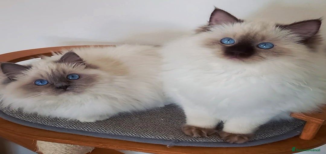 Immagine della galleria {{count}}